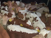Býk, Simmental cattle — foto 3