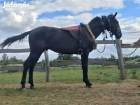 Cal, Nonius horse — foto 1