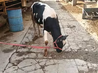 گاو نر, Russian Black pied cattle — عکس 6