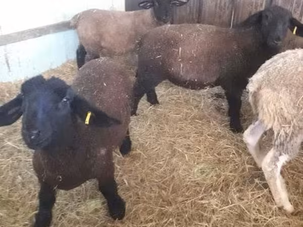 Ovce, White Suffolk sheep