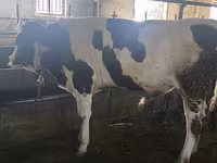 گاو نر, Simmental cattle — عکس 7
