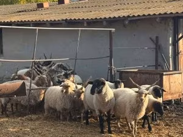 Får, Racka sheep