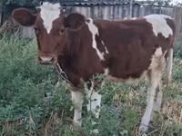 Cow, Cattle — photo 1