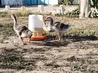Geese — fotografija 2