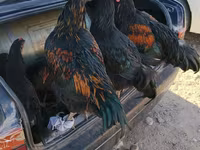 Chickens — fotografija 2