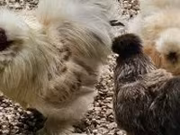 Chickens — புகைப்படம் 1