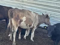 Kuh, Simmental cattle — Foto 1