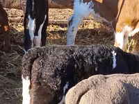 Cattle (batch, sex not specified), Cattle — photo 4