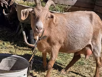 Goat, Goats — photo 1