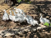 Geese — 写真 6