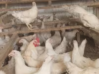 Chickens — Foto 2