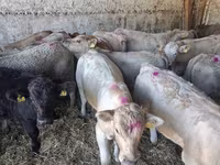 Bulle, Charolais cattle — Foto 7