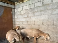 Ovan, Arashan sheep — fotografija 2