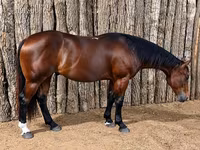 ม้าตัวผู้, Quarter Horse — รูปภาพ 2