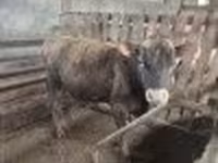 Lembu jantan, Jersey breed — foto 2