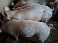 Prasata (šarže, pohlaví neuvedeno), Prasata — foto 1