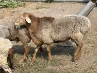 Domba jantan, Hissar sheep — foto 1