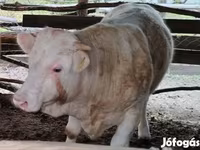 Dibi, Simmental cattle — sawirka 3
