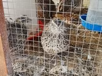 Quails — sawirka 1
