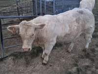 Bull, Charolais cattle — photo 7