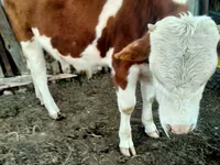 Krava, Simmental cattle — foto 1
