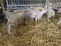 میش, Charollais sheep — عکس 5