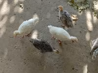 سفید سینه‌پهن — عکس 3