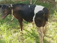 Bull, Cattle — photo 2