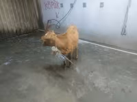 গাভী, গরু — ছবি 2