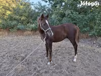 Cheval, Chevaux — photo 4