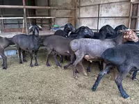የጎትት አውራ በግ, Sheep — ፎቶ 3