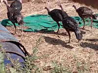 Turkeys — عکس 1