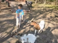 Buk, Dutch Landrace goats — foto 1
