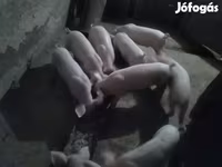 Мэгж, Крупная белая — 6 зураг