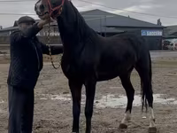 اسب نر, Orlov Trotter — عکس 5