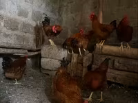 Chickens — รูปภาพ 4