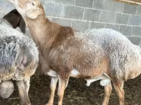 Koç, Rhon sheep — foto 2