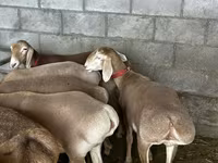 Får, Arashan sheep — foto 3