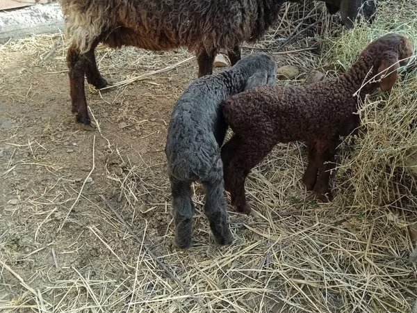 Sheep, Sheep — Uzbekistan