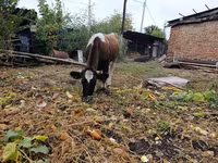 Mucca, Simmental cattle — foto 3