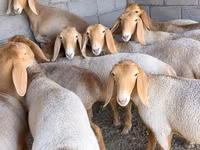 میش, Arashan sheep — عکس 1