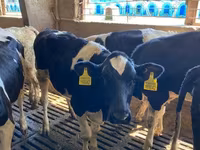 Bulle, Russian Black pied cattle — Foto 5