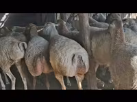 Ido, Sheep — sawirka 3