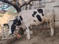 Lembu betina, Holstein breed — foto 8