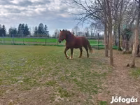 Бие, Hungarian horse breed — 5-сурет
