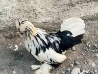 Chickens — foto 3
