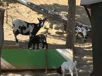Chèvre, Dutch Landrace goats — photo 7