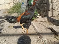 Chickens — عکس 7