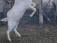 Taka, Nubian Goat — 2-rasm