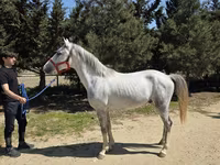 Hengst, Karabakh horse — Foto 2